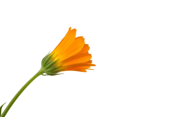 Helle Ringelblumen Isoliert Auf Weißem Hintergrund — Stockfoto