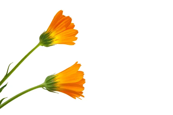 Яркие Цветы Мэриголд Изолированы Белом Фоне — стоковое фото