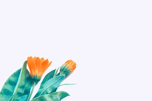 Яскраві Квіти Чорнобривців Ізольовані Білому Тлі — стокове фото