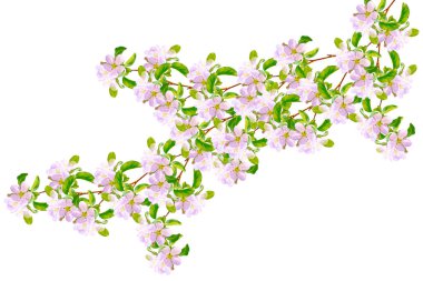 Beyaz arka planda izole edilmiş kiraz dalları. 