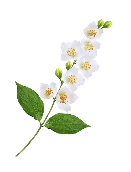 Tak Van Jasmijn Bloemen Geïsoleerd Witte Achtergrond — Stockfoto