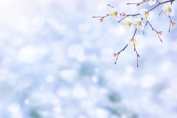 Blomstrende Greneple Lyse Fargerike Vårblomster – stockfoto