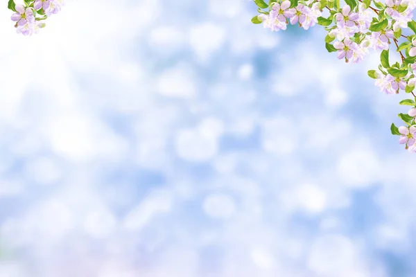 Ανθισμένο Κλαδί Μήλου Έντονα Πολύχρωμα Ανοιξιάτικα Λουλούδια — Φωτογραφία Αρχείου