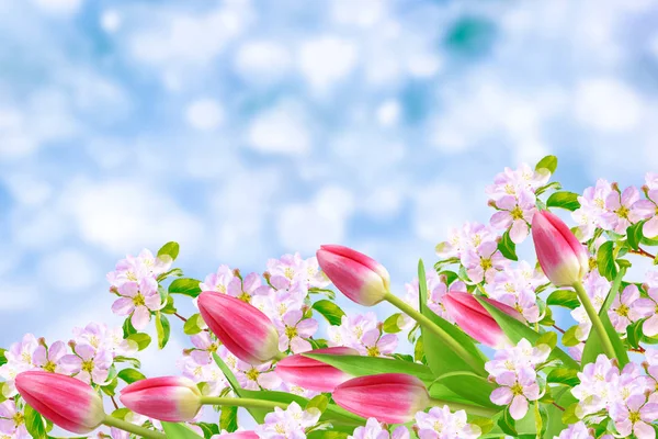 光芒四射的樱桃树色彩艳丽的春花 — 图库照片