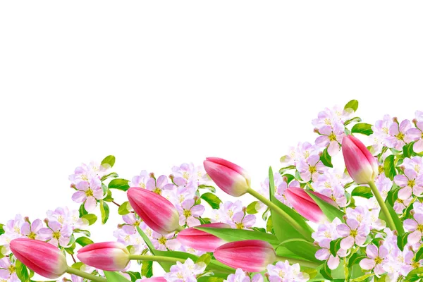 Frühling Blumen Tulpen Isoliert Auf Weißem Hintergrund — Stockfoto