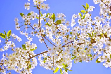 Çiçek açan kiraz dalı. Parlak renkli bahar çiçekleri