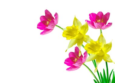 Bahar çiçekleri nergis ve beyaz arka plan üzerinde izole laleler.