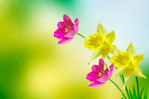 水仙花和郁金香春花的天然花卉背景 — 图库照片