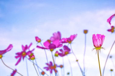 Yaz manzarasının arka planında renkli kozmos çiçekleri.