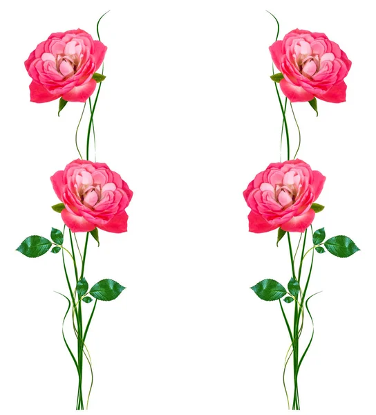 Квіткові Бруньки Троянд Ізольовані Білому Тлі — стокове фото