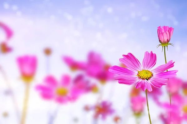 Farbenfrohe Kosmos Blumen Vor Dem Hintergrund Der Sommerlandschaft — Stockfoto