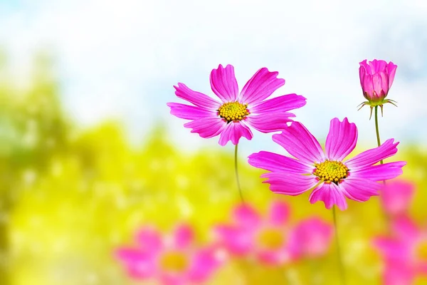 Kleurrijke Kosmos Bloemen Een Achtergrond Van Zomer Landschap — Stockfoto