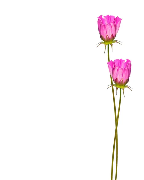 Beyaz Arka Plan Üzerinde Izole Parlak Renkli Cosmos Çiçekler — Stok fotoğraf