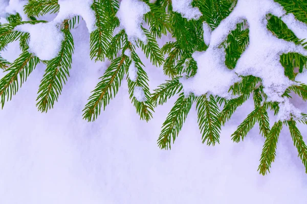 Bosque Invierno Congelado Con Árboles Cubiertos Nieve Rama Coníferas — Foto de Stock