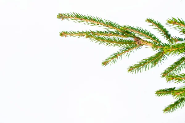 Fagyasztott Téli Erdő Havas Fákkal Fehér Fenyőág — Stock Fotó