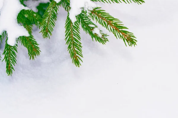 Zmrazené Zimní Les Sněhem Pokryta Stromy Jehličnaté Větve — Stock fotografie