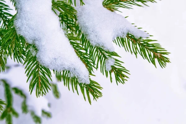 Vinterfrusen Skog Med Snö Täckt Träd Barrträd Gren — Stockfoto