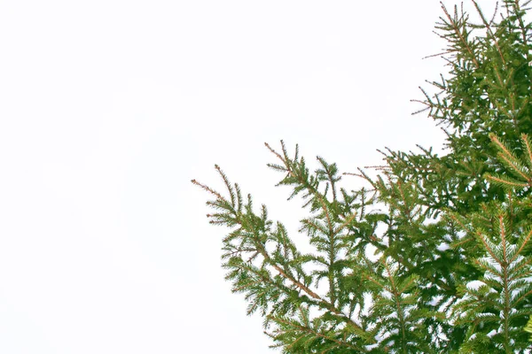 Les Branches Arbre Noël Couvert Neige Sur Fond Blanc — Photo