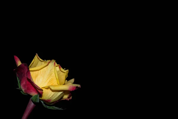 Fleur Bourgeon Roses Sur Fond Noir — Photo