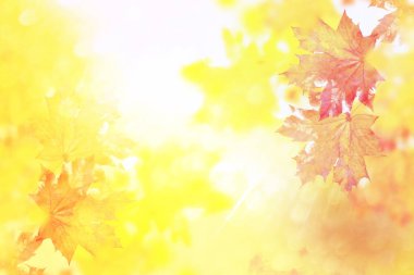 sonbahar manzara parlak renkli yeşillik ile. Pastırma yazı.