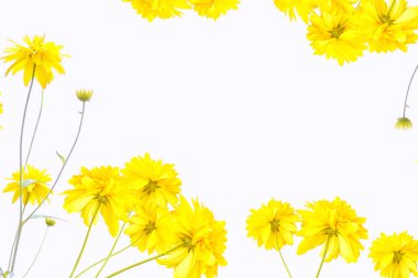 Renkli parlak çiçek dahlia 