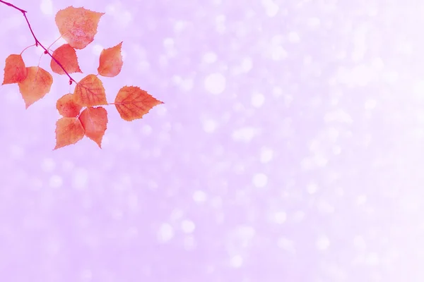 明るくカラフルな紅葉の自然の背景 — ストック写真