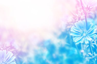 Parlak çiçek hindiba 