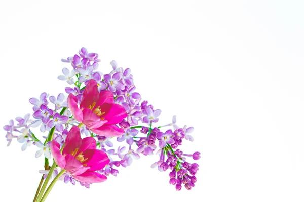 Весенние цветы сирень, тюльпан — стоковое фото