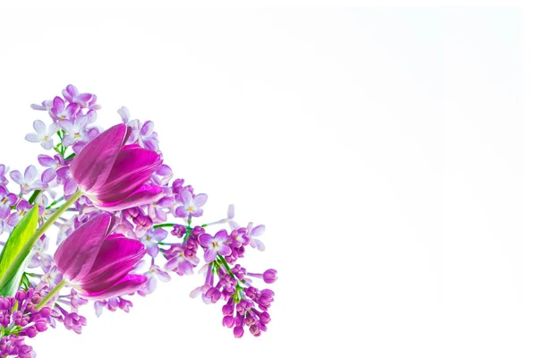 Wiosna kwiaty bzu, Tulipan — Zdjęcie stockowe