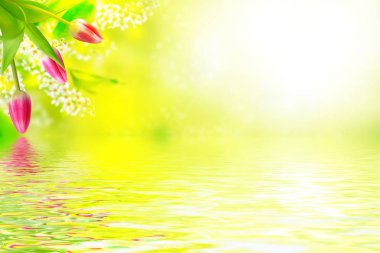 Parlak renkli bahar çiçekleri