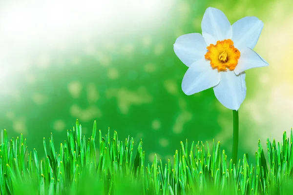 Fiori primaverili di narcisi . — Foto Stock