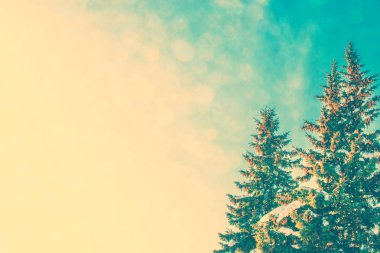  Karla kaplı ağaçlarla donuk kış ormanı.