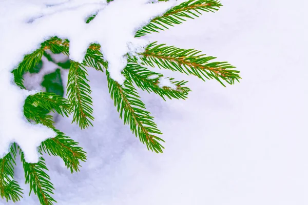 Bosque de invierno congelado con árboles cubiertos de nieve. — Foto de Stock