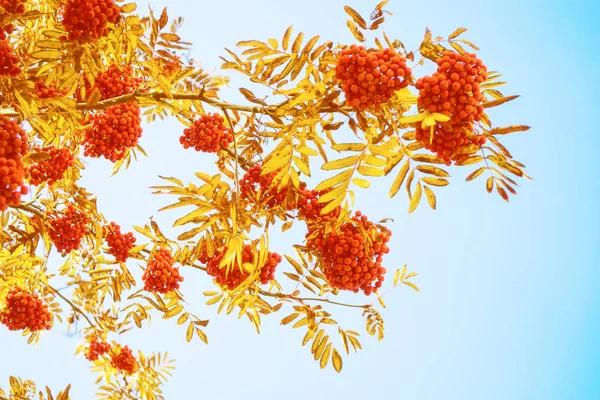 Rowan Árbol Con Bayas Maduras Paisaje Otoñal — Foto de Stock