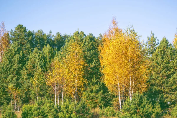 Paisaje de otoño con follaje de colores brillantes. Verano indio . — Foto de Stock