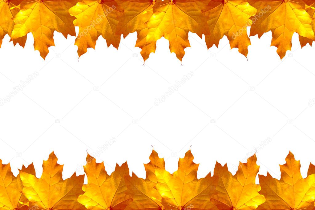 Bright colorful autumn leaves