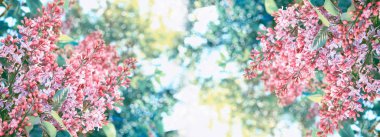 Parlak ve renkli çiçek leylak