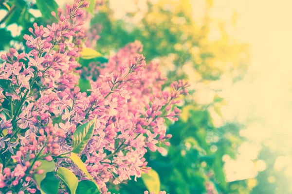 Světlé a barevné květiny lila — Stock fotografie