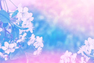 Parlak renkli bahar çiçekleri