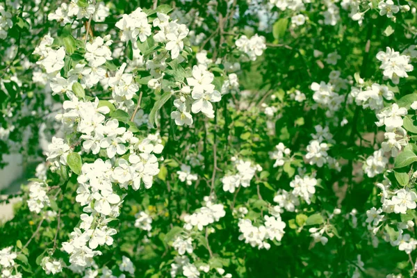 Brilhante flores coloridas primavera — Fotografia de Stock