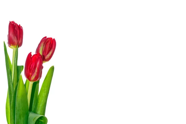 Spring flowers tulips — Stock Photo, Image