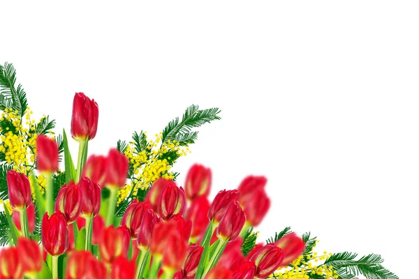 Vårblommor tulpaner — Stockfoto