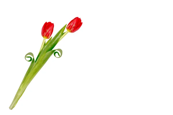 Flores da primavera tulipas — Fotografia de Stock