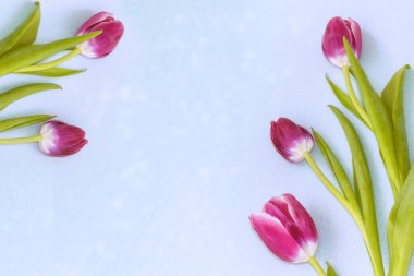 Parlak ve renkli çiçek Lale