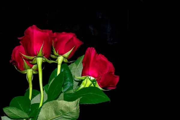 Flower bud roses on a black background — Stock Photo, Image