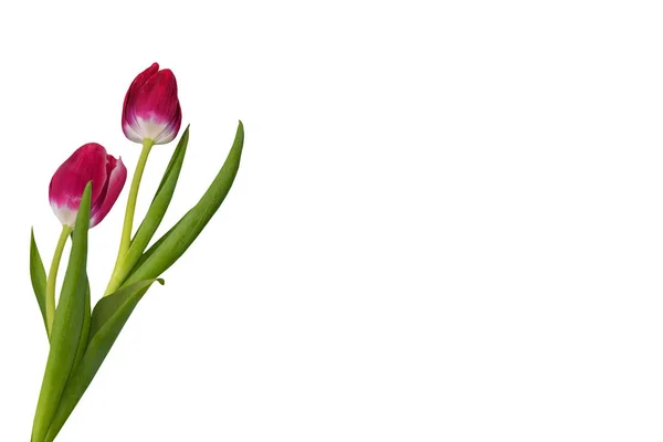 Lente bloemen tulpen — Stockfoto