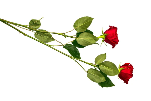 Blomknopp rosor på vit bakgrund — Stockfoto
