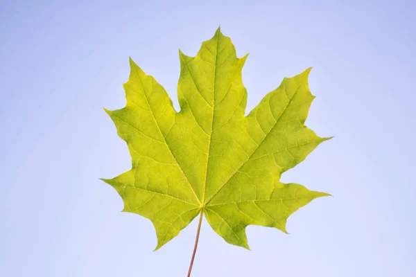 Autumn landscape with bright colorful foliage. Indian summer. — Stock Photo, Image