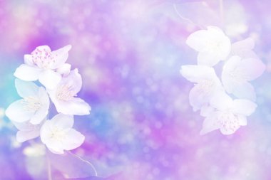 Yasemin şube hassas bahar çiçekleri beyaz