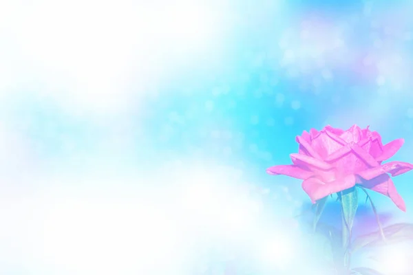明るいカラフルな花バラ — ストック写真